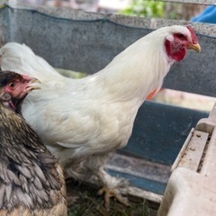 【超貴重】世界最大鶏ブラマ　有精卵　とカラフルなアローカナ有精卵...