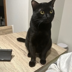 黒猫一歳オス
