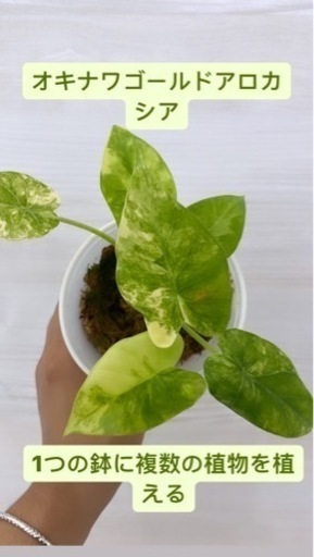 アロカシア　オキナワゴールド　極斑入 植物