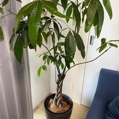 観葉植物　パキラ　パキラとアートストーン鉢カバーセット