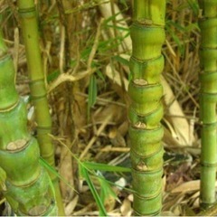 布袋竹の竹林の場所を教えてください