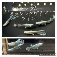 【nego_mdk】グランブルーキッシングワイドフィンメダカ稚魚...
