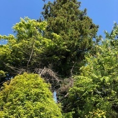 杉の木