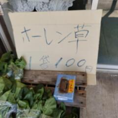ほうれん草　300㌘　100円　無人販売 - 倉吉市
