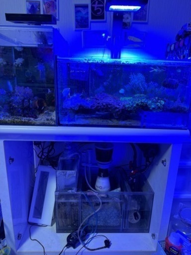 海水、サンゴ連結オーバーフロー水槽セット