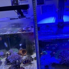 海水、サンゴ連結オーバーフロー水槽セット