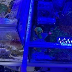 海水、サンゴ連結オーバーフロー水槽セット