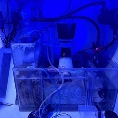 海水、サンゴ連結オーバーフロー水槽セット 海水、サンゴ連結オーバーフロー水槽セット