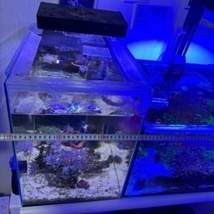 海水、サンゴ連結オーバーフロー水槽セット 海水、サンゴ連結オーバーフロー水槽セット