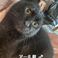 黒猫🐈‍⬛アールくん　♂