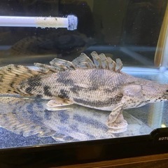 ポリプテルス・エンドリケリー ショートボディー