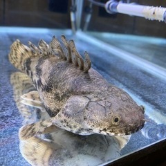 ポリプテルス・エンドリケリー ショートボディー