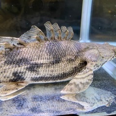 ポリプテルス・エンドリケリー ショートボディー