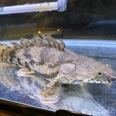 ポリプテルス・エンドリケリー ショートボディー