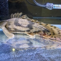 ポリプテルス・エンドリケリー　ショートボディー