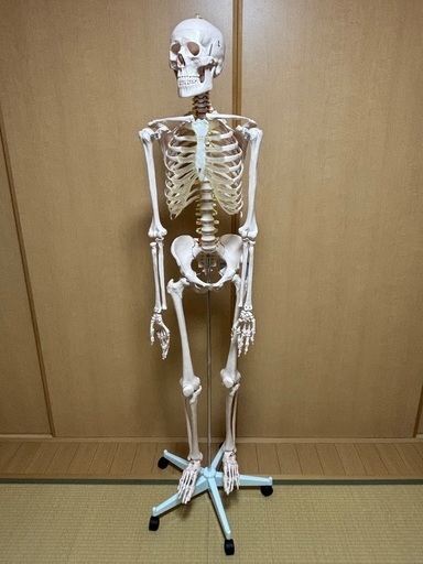 トワテック社　人体模型
