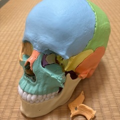 ERLER ZIMMER (ドイツ エルラージマー社) 頭蓋骨　２２分割 マグネット式 