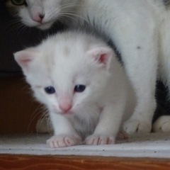 【子猫の里親募集】ホワイトグレー(生後3週間)4兄妹
