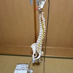 【20%以上値下げ】 3B社　脊柱模型 脊柱可動型モデル標準型 (a58-1) 人体模型　スタンド付き！