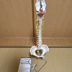 3B社　脊柱模型 脊柱可動型モデル標準型 (a58-1) 人体模...