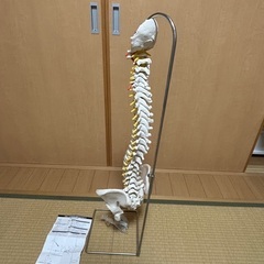 【20%以上値下げ】 3B社　脊柱模型 脊柱可動型モデル標準型 (a58-1) 人体模型　スタンド付き！