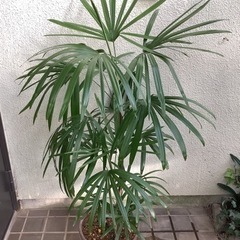🌴棕櫚竹(シュロチク)観葉植9　　2本立ち