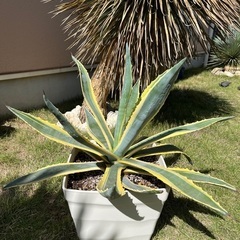 アガベ　アメリカーナ　黄斑入り　2株　価格交渉お受け致します。