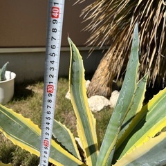 アガベ　アメリカーナ　黄斑入り　2株　価格交渉お受け致します。