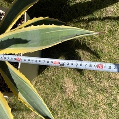 アガベ　アメリカーナ　黄斑入り　2株　価格交渉お受け致します。