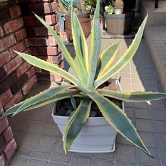 アガベ　アメリカーナ　黄斑入り　2株　価格交渉お受け致します。