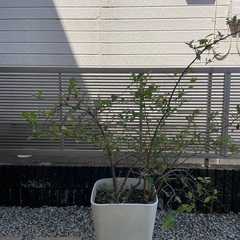 ブルーベリー鉢植えx2　8年物