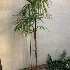 🌴棕櫚竹(シュロチク)観葉植物8　　2本立ち　新芽2