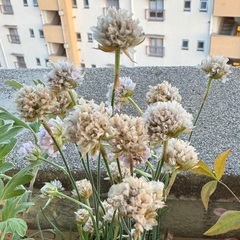 綺麗なお花、５種類（皐月、菊、四葉のクローバー、アルメリア、雪下...