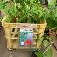 農家の野菜苗　中玉トマト