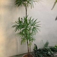 🌴棕櫚竹(シュロチク)観葉植物 10　　3本立ち