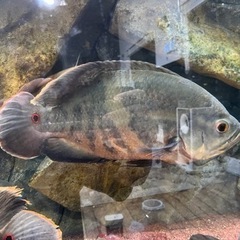 カイクビ産 ワイルドオスカー