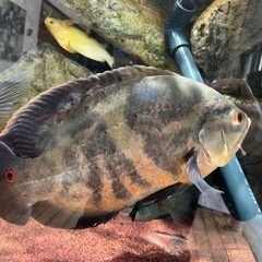 カイクビ産 ワイルドオスカー