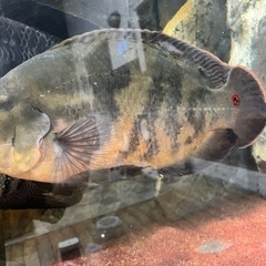 カイクビ産 ワイルドオスカー