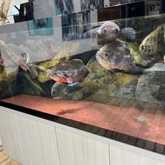 カイクビ産 ワイルドオスカー