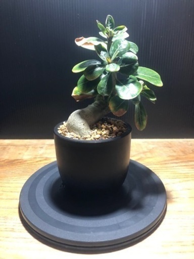 アデニウム アラビカム　横植え　仕立て