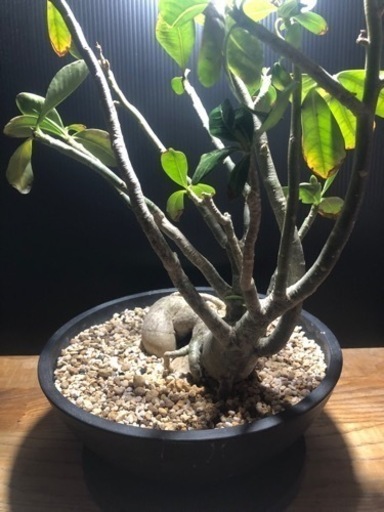 アデニウム アラビカム 横植え 仕立て株 8年管理