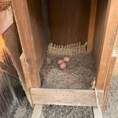 平飼い卵🥚しあわせ卵　試し売り
