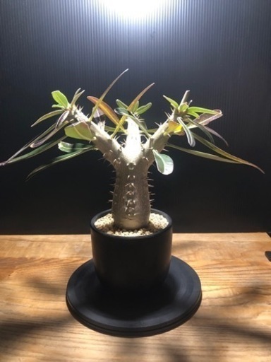 カクチペス