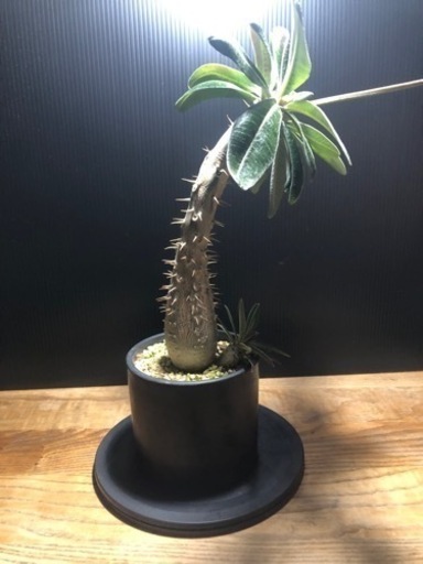 カクチペス