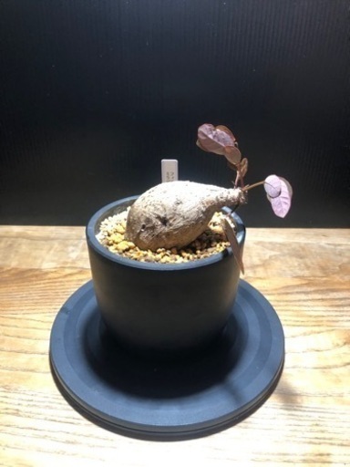 フィランサスミラビリス　綺麗な株　良型