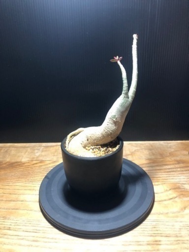 アデニウム アラビカム　横植え　仕立て