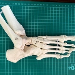 足の骨模型