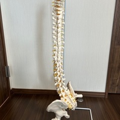 背骨模型