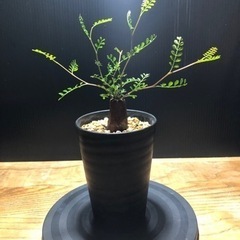 パキプス　パワータンク　大　良型　