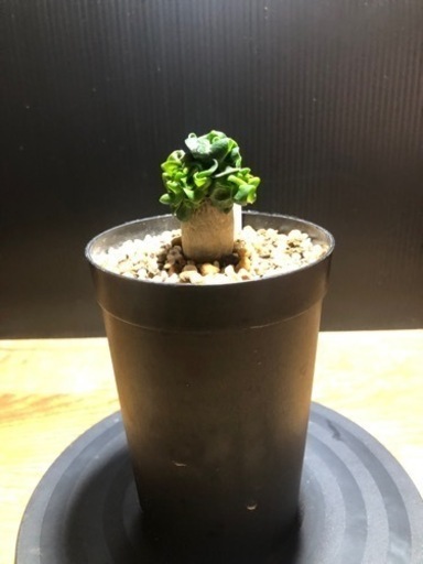 アデニウム  ドーセットホーン　獅子葉